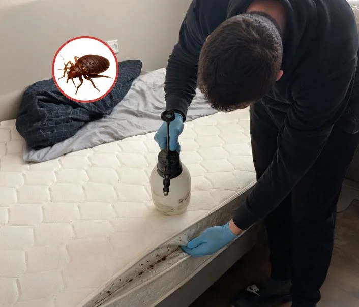 Technicien traitant un matelas contre les punaises de lit à Lorrez-le-Bocage-Préaux